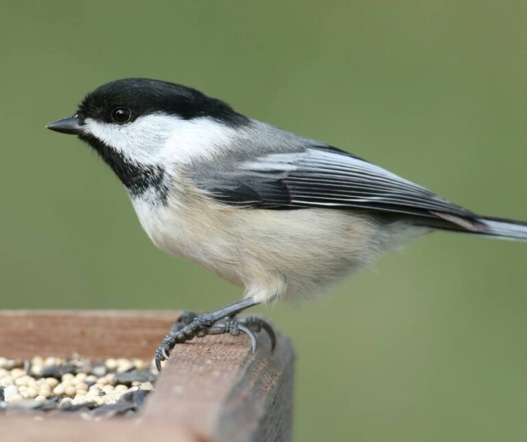 A picture of a chickadee standing on a feeder. The feeder contains seeds